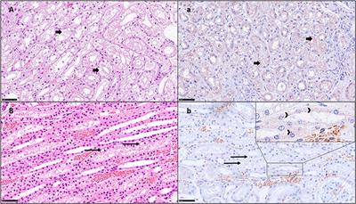 Assessment of Hydroxyethyl Starch (6% HES 130/0.4) Kidney Storage in Critically Ill Dogs: A Post-mortem Prospective Study